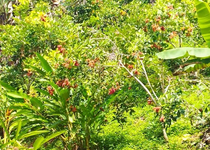 Finca Makambu