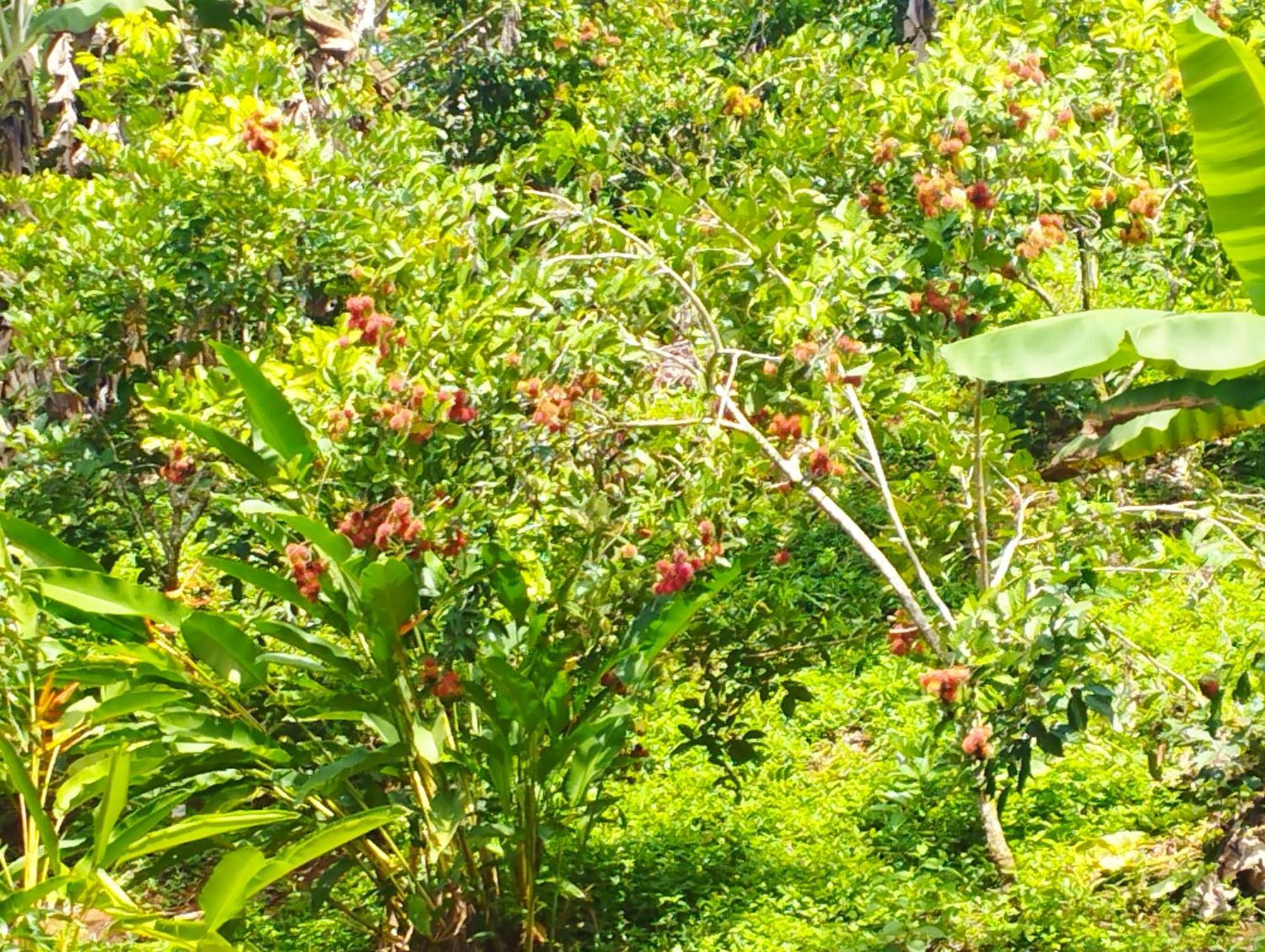 Makambu Campsite Platanillo